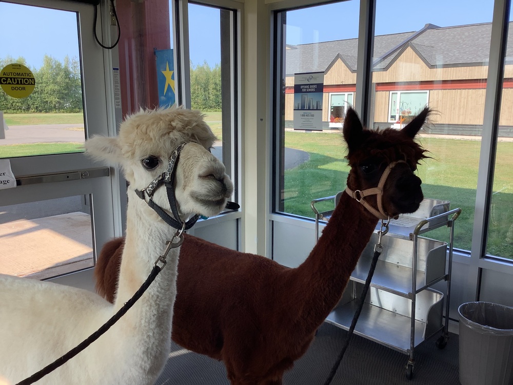 lamas4eannée 2